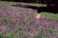 Picture of Soda Creek Lupine, a field of flowers!